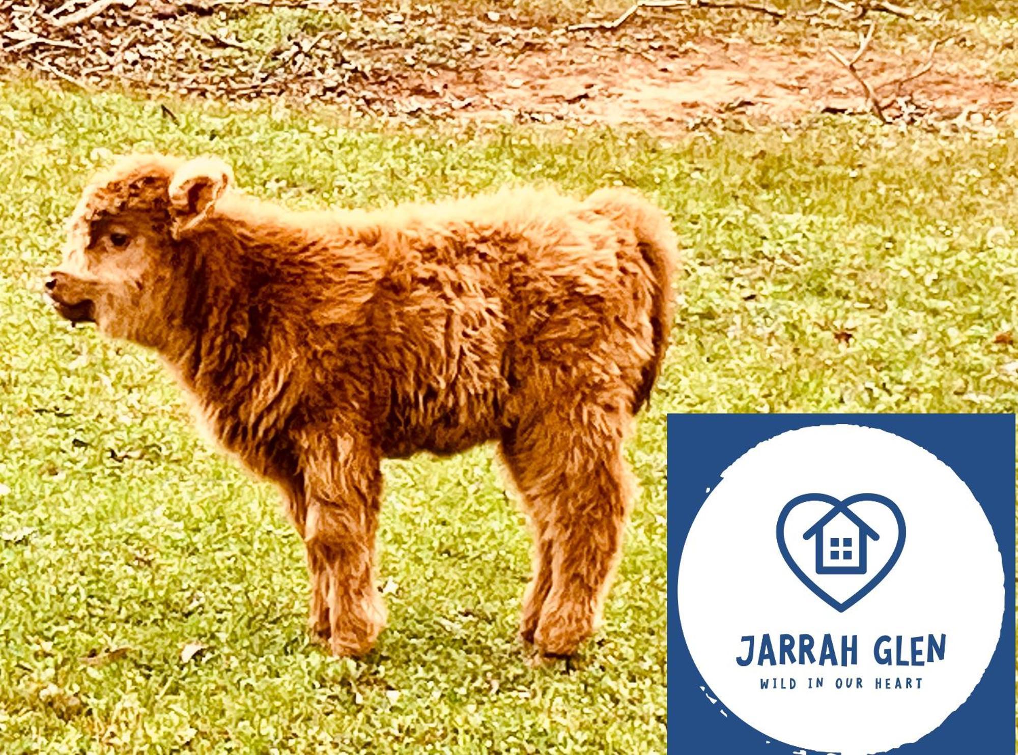 Jarrah Glen Cabins แนนนัป ภายนอก รูปภาพ